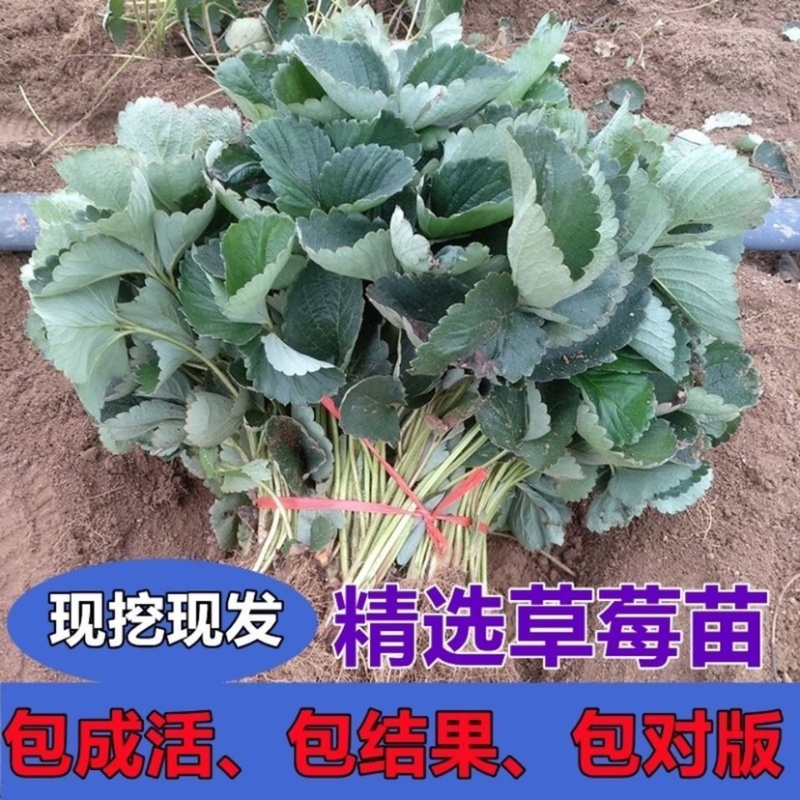 法兰蒂草莓苗、顺丰航空打冷加冰发货、品种保证
