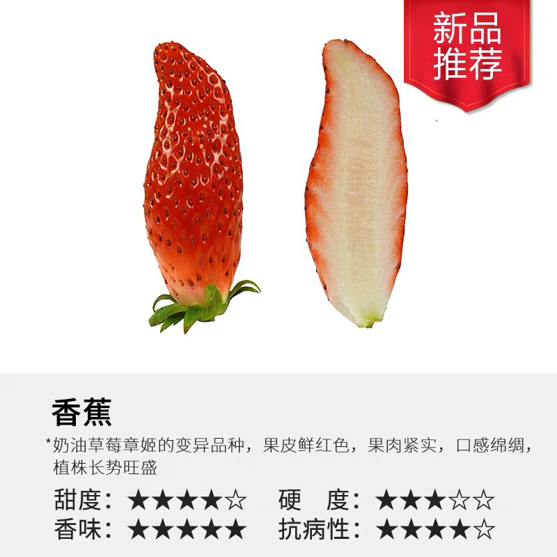 香蕉草莓苗、一代脱毒苗，包运费，包品种，死苗免费补发