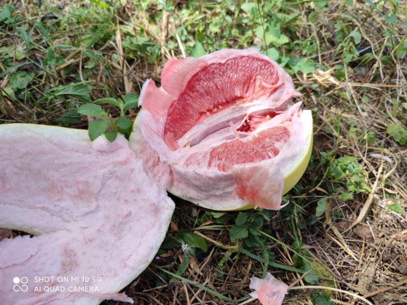 三红，黄金蜜柚，水份相当足。