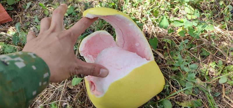 三红，黄金蜜柚，水份相当足。