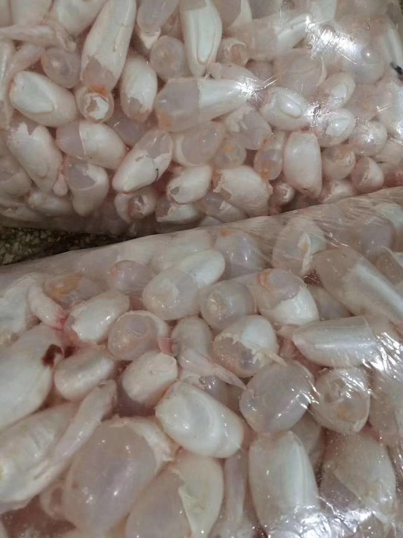 湖北荆州洪湖新鲜带血本地无污染白链鱼泡厂家直销大量供货可视频
