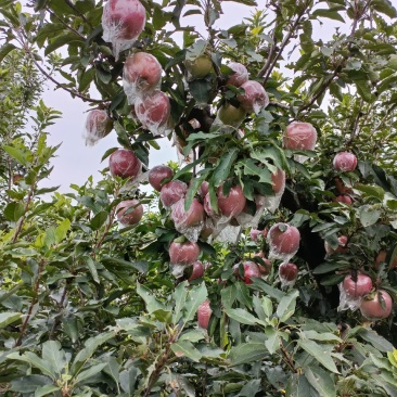 红香蕉苹果
