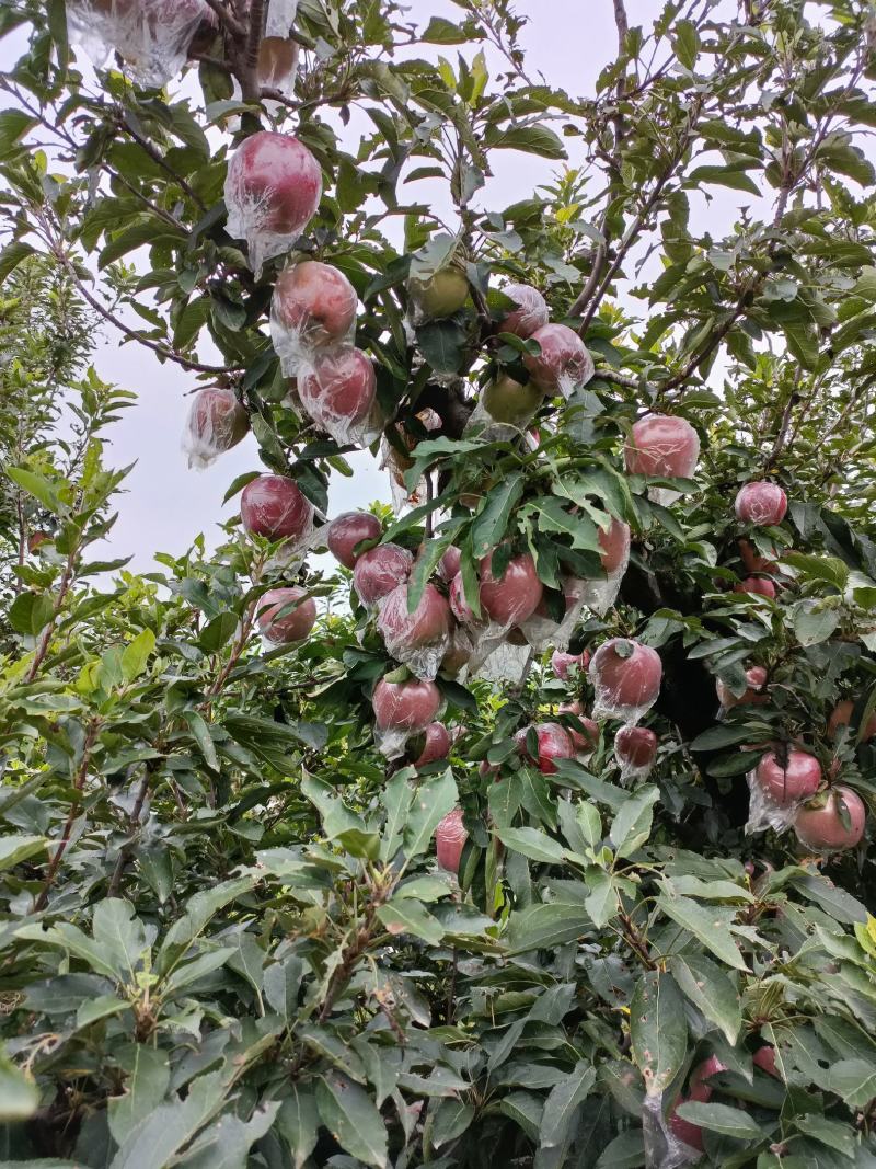 红香蕉苹果