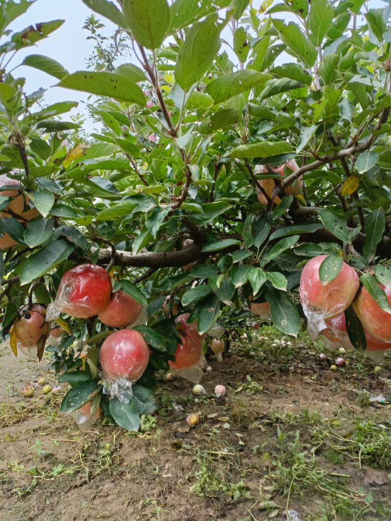 红香蕉苹果