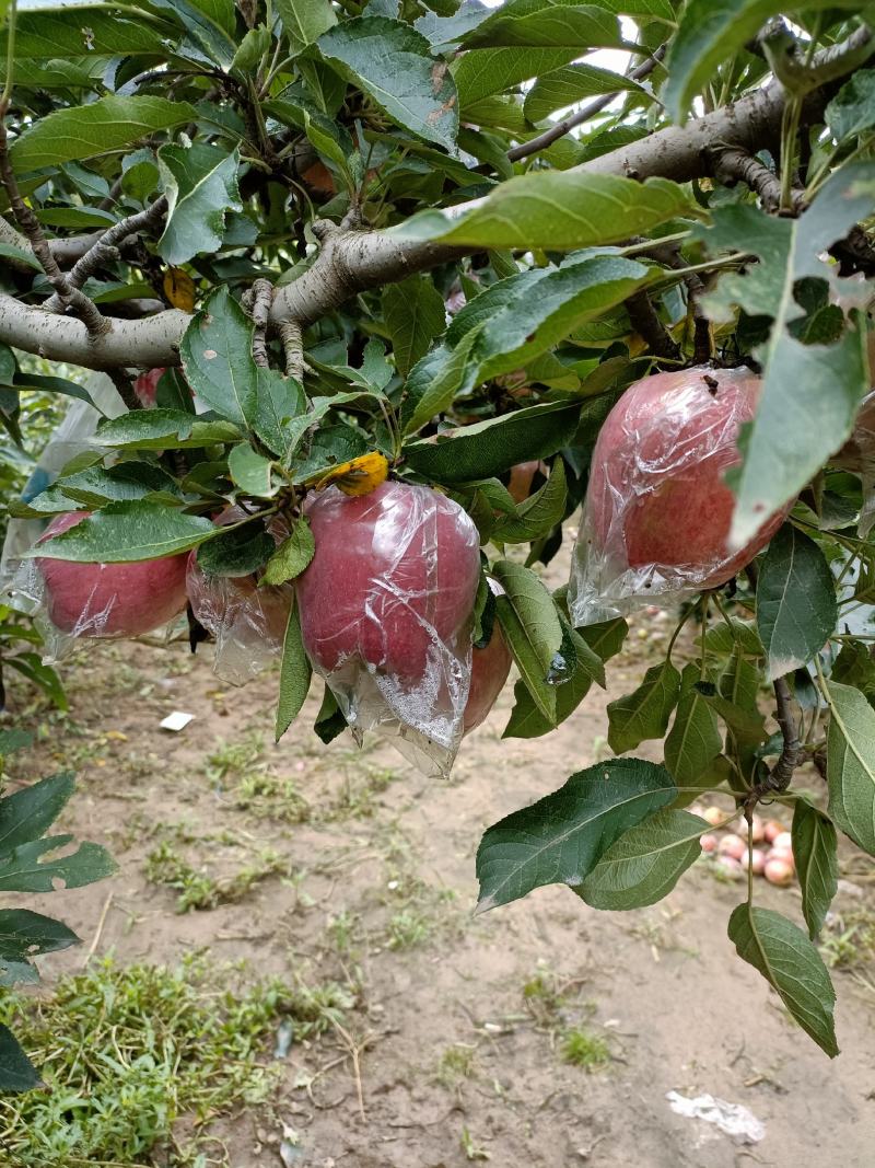 红香蕉苹果