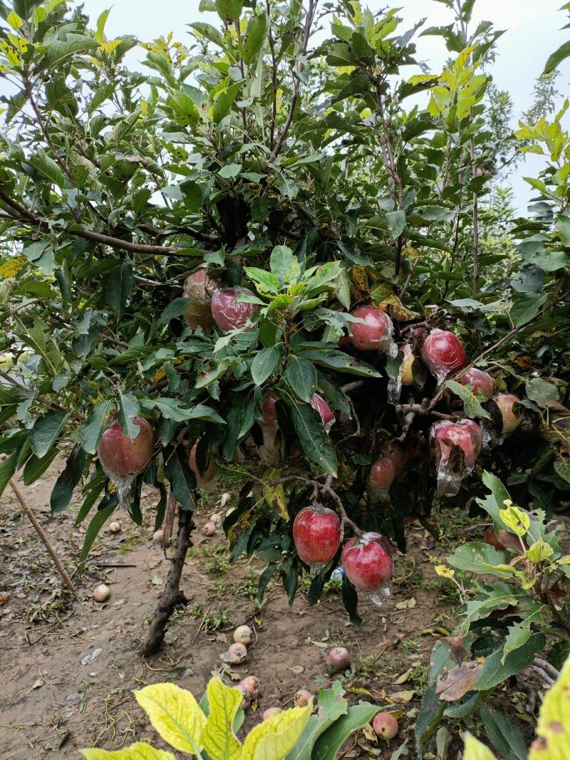 红香蕉苹果