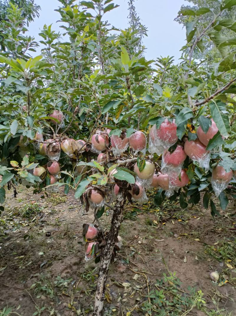 红香蕉苹果