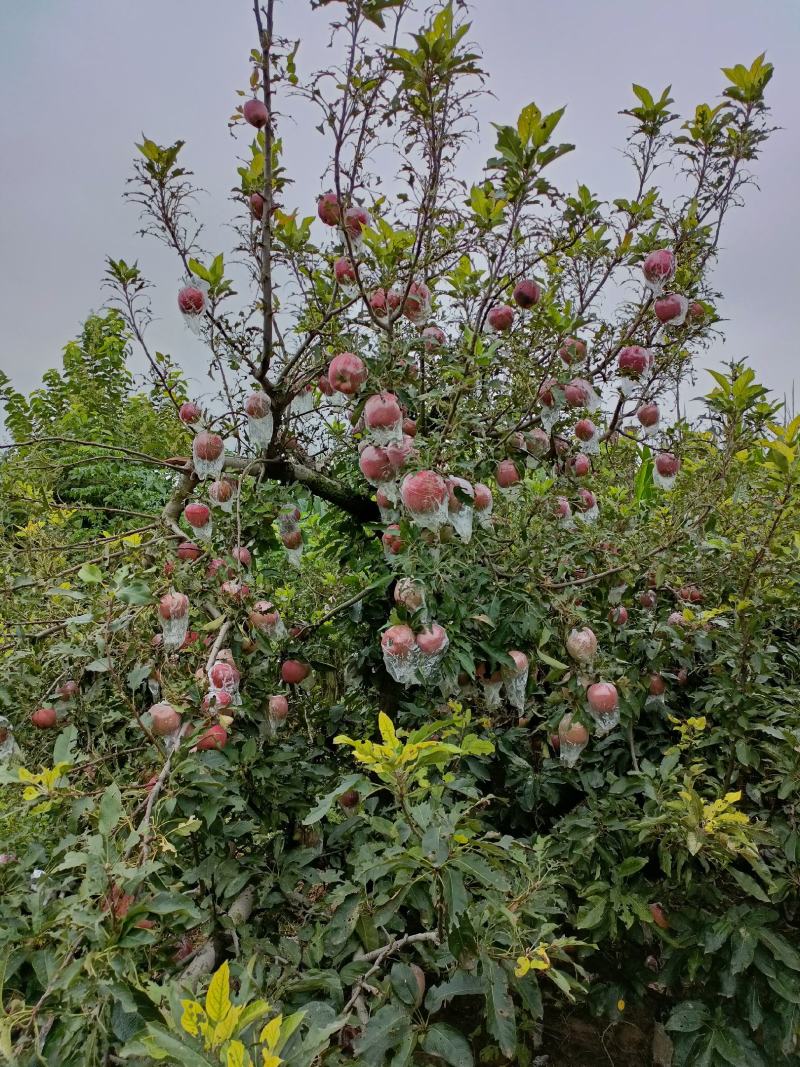 红香蕉苹果