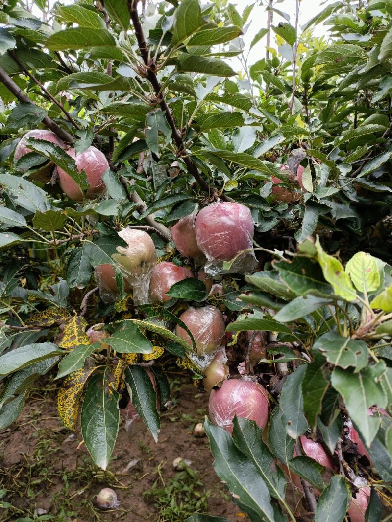 红香蕉苹果