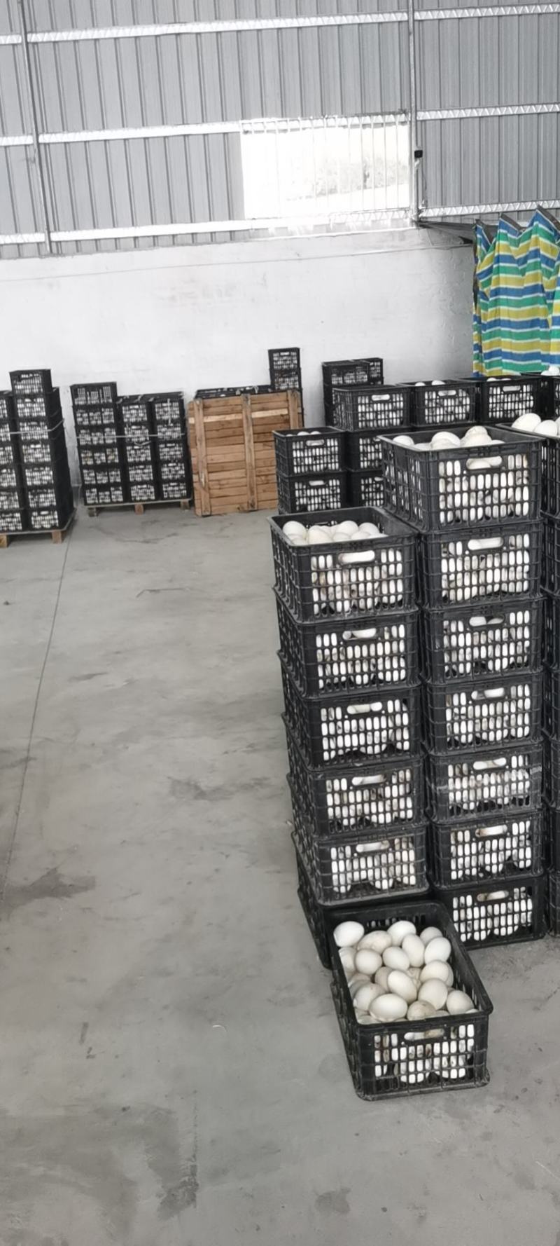 常年批发鹅蛋，散黄鹅蛋跑江湖，赶大集。量大优先