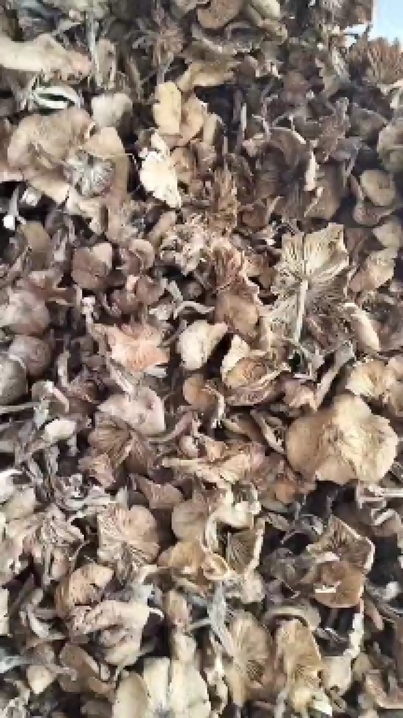 承德产区野生菌一手批发松树散花瓣