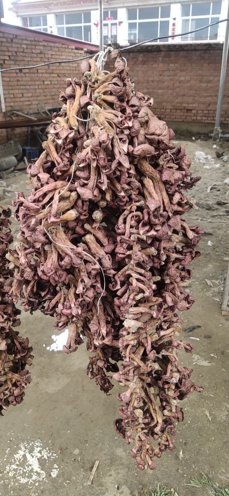 承德产区野生菌一手批发松树散花瓣