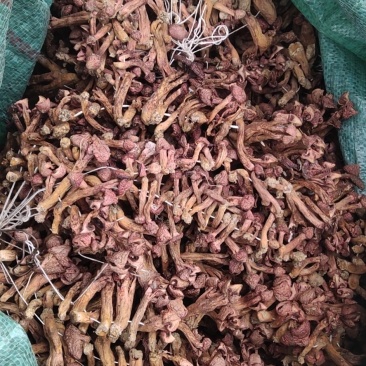 承德产区野生菌一手批发松树散花瓣