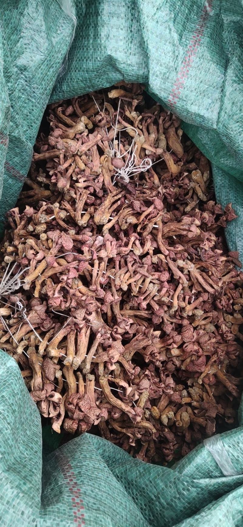 承德产区野生菌一手批发松树散花瓣