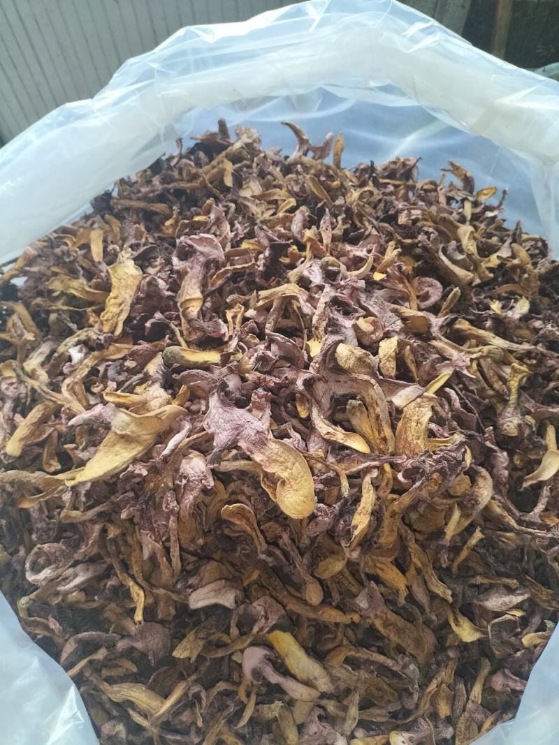 承德产区野生菌一手批发松树散花瓣