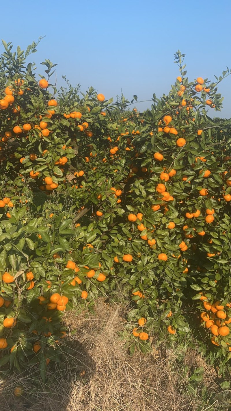 蜜橘🍊啊啊啊啊啊啊啊啊