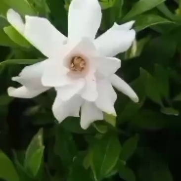 小叶栀子花，重瓣四季栀子，现货现发，基地直销，可全国发货