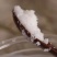 鹿油梅花鹿油纯正鹿凝脂吉林双阳自家鹿场手工熬制鹿凝脂梅花