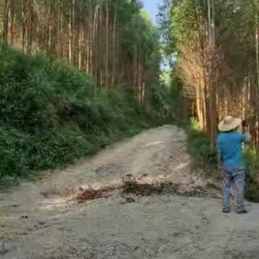 桉树林