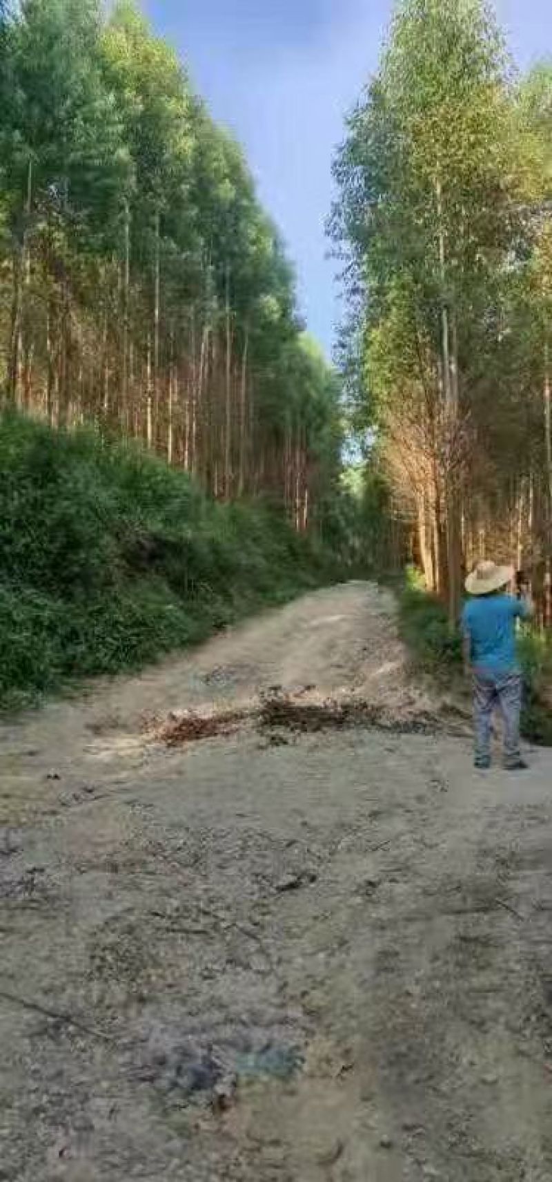 桉树林