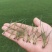 混波草皮【长年出售】批发草坪，自产自销一手货源！