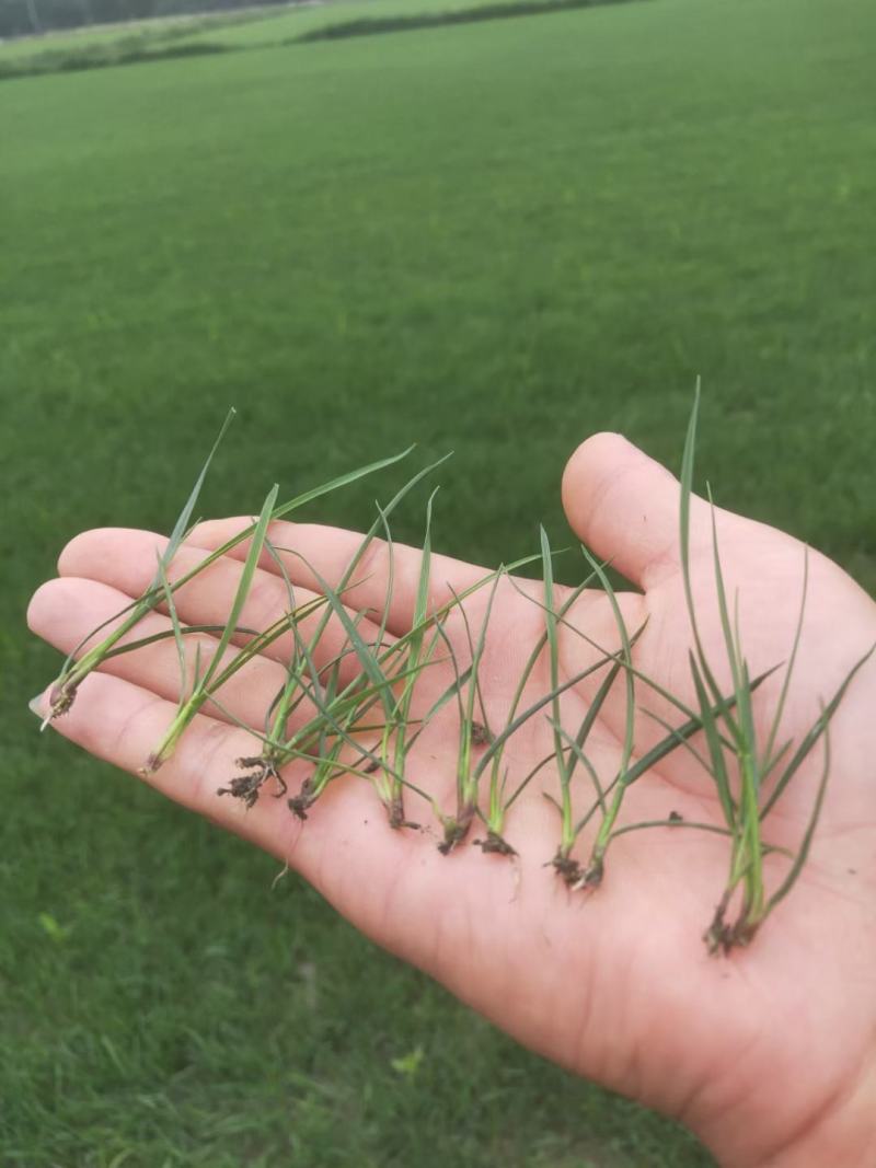 混波草皮【长年出售】批发草坪，自产自销一手货源！