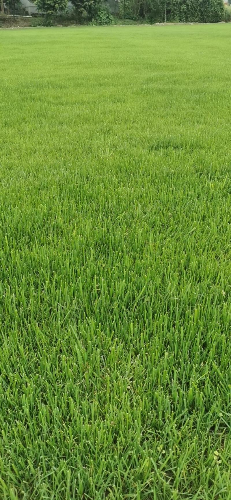 混波草皮【长年出售】批发草坪，自产自销一手货源！