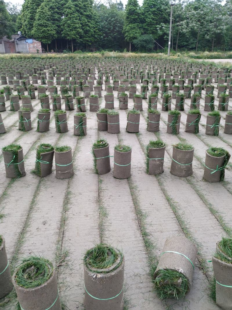 混波草皮【长年出售】批发草坪，自产自销一手货源！