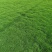 台湾二号草坪百慕大草坪混波草皮四川草坪批发
