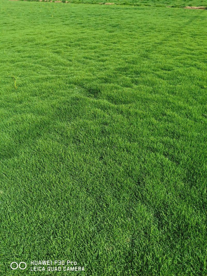 台湾二号草坪百慕大草坪混波草皮四川草坪批发