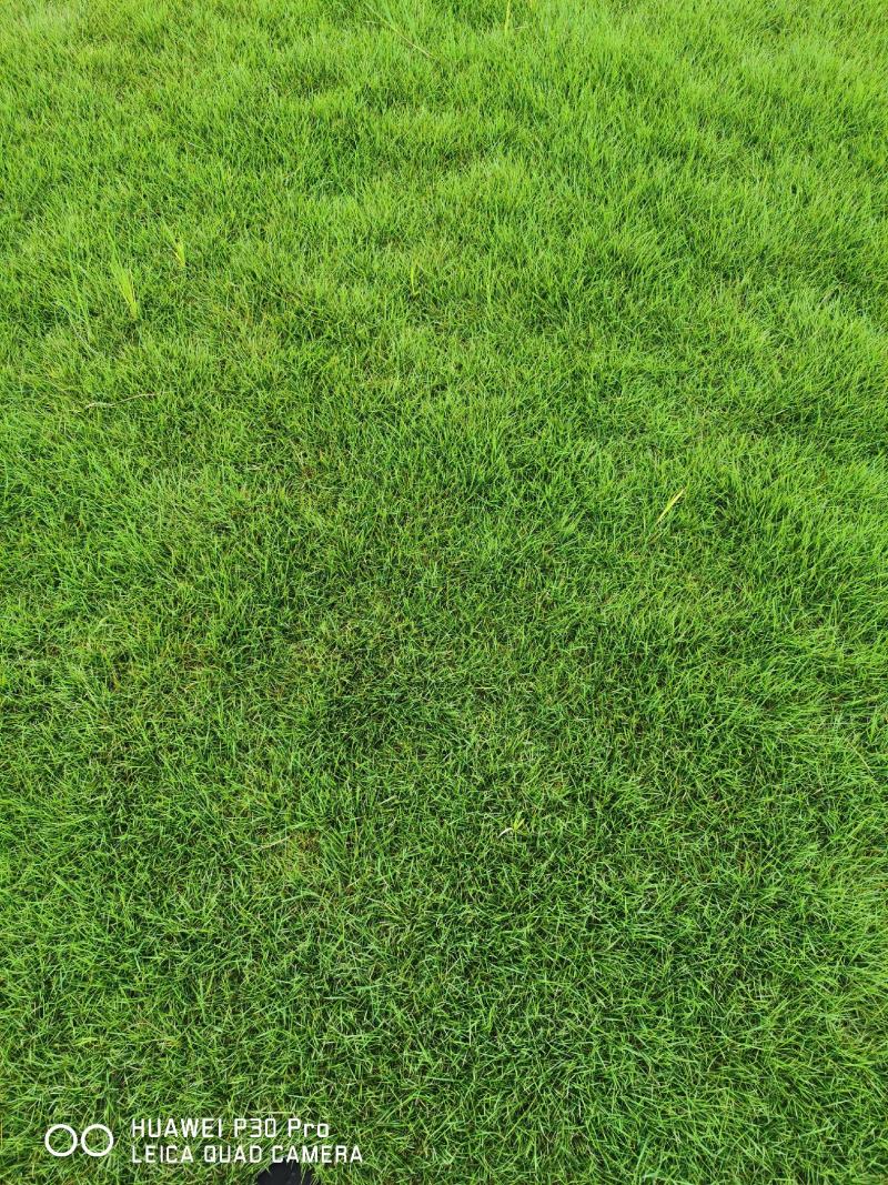 台湾二号草坪百慕大草坪混波草皮四川草坪批发