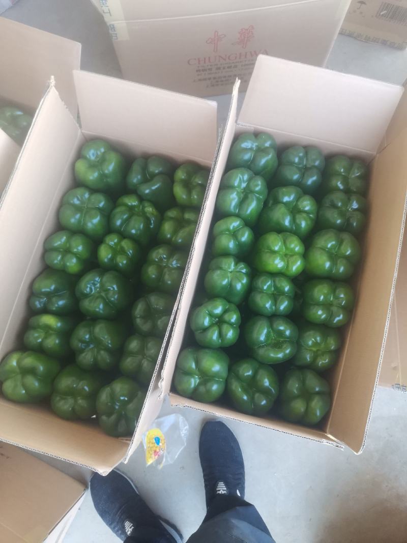 辽宁锦州北镇太空椒冷棚甜椒大量上市，皮毛亮，
