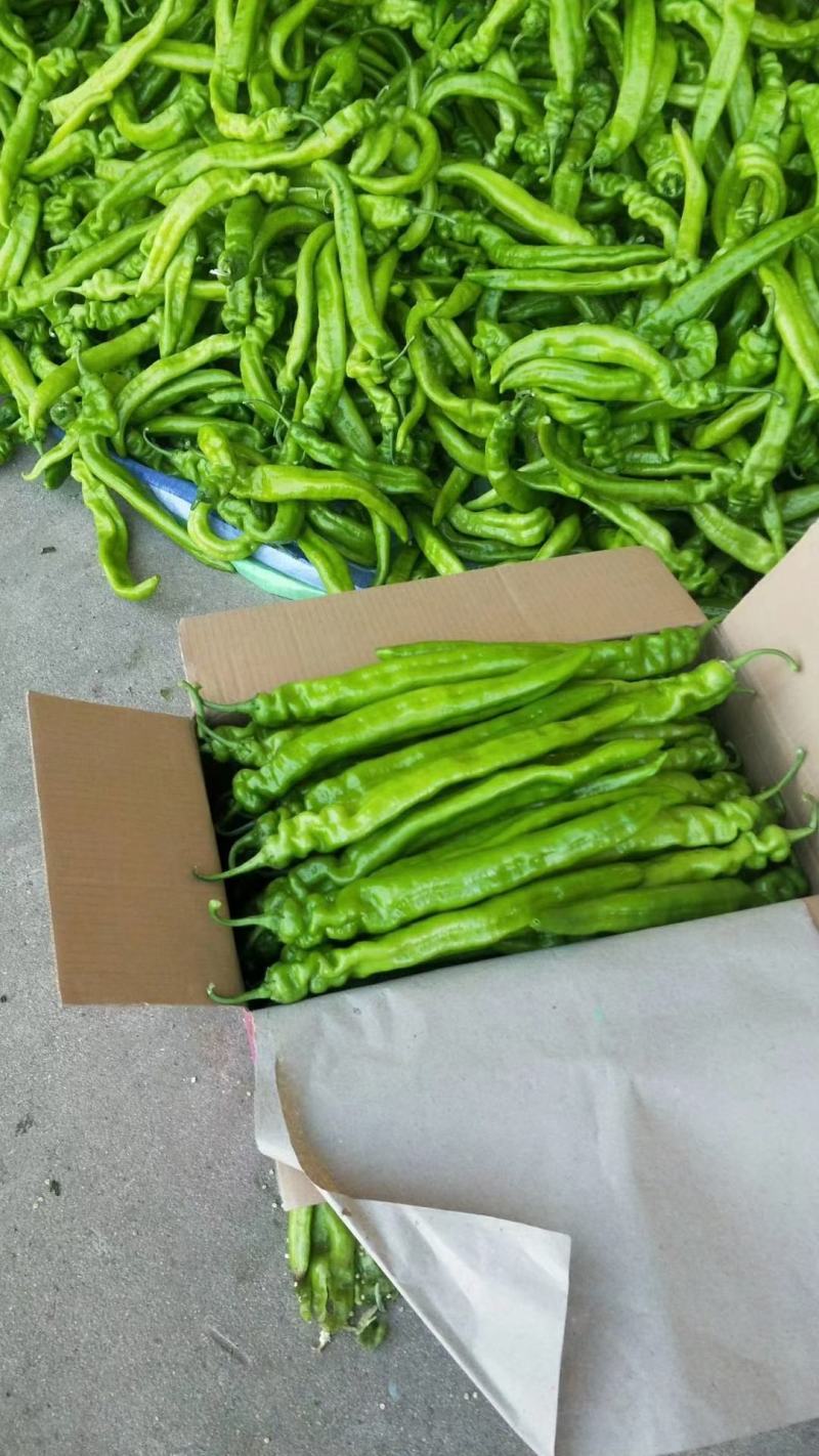 辽宁锦州精品尖椒，条长颜色好，皮毛亮