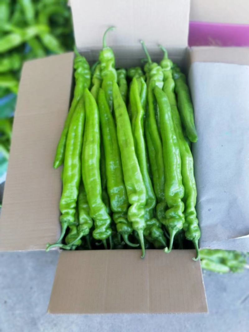 辽宁锦州精品尖椒，条长颜色好，皮毛亮