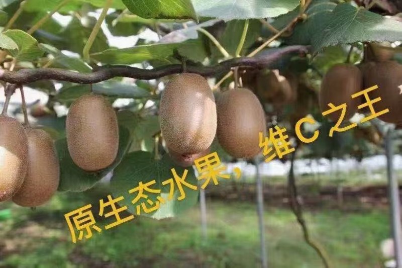 自己家里面种的翠香猕猴桃