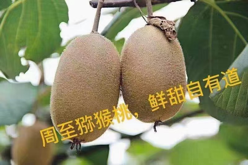 自己家里面种的翠香猕猴桃