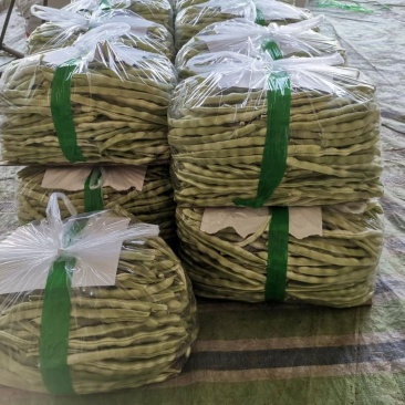 辽宁锦州北镇豆角冷棚高温棚长白豆角，质量好