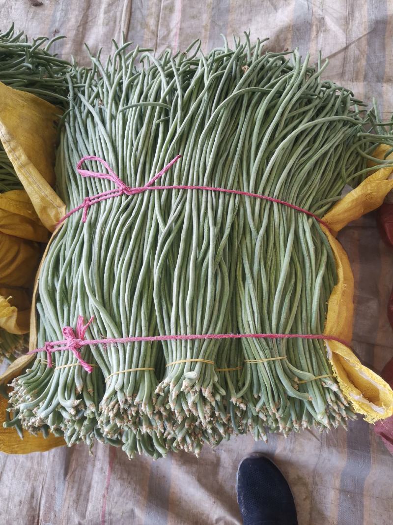 辽宁锦州北镇豆角冷棚高温棚长白豆角，质量好