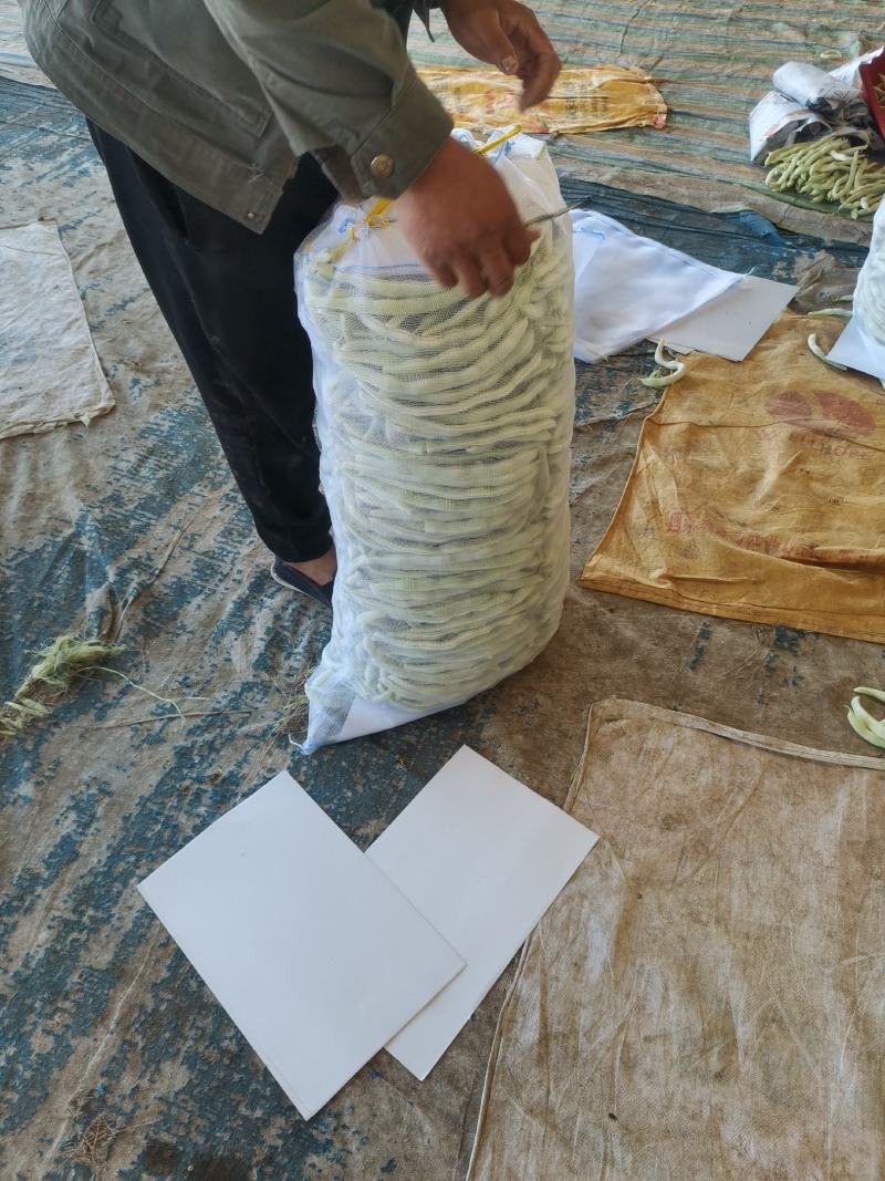 辽宁锦州北镇豆角冷棚高温棚长白豆角，质量好