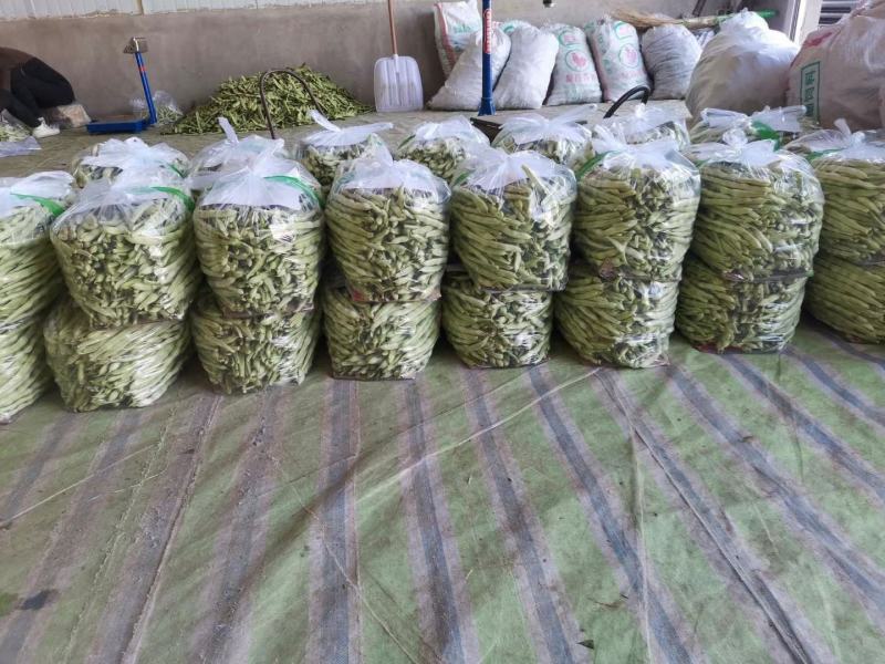 辽宁锦州北镇豆角冷棚高温棚长白豆角，质量好