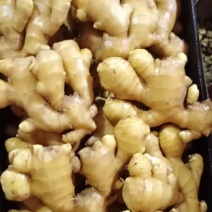新乡大黄姜常年批发，货源充足，一手货源，支持全国发货。