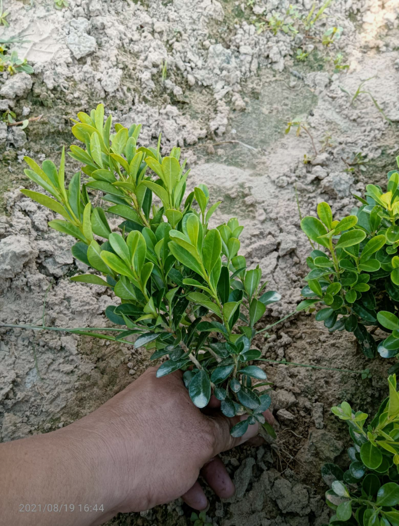 小叶黄杨30/35/40/45/50厘米规格齐全自家苗圃