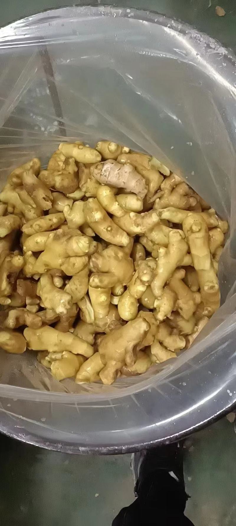 周口大黄姜产地批发，一手货源，质量优，全国发货