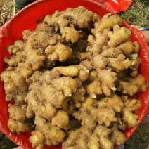 郑州优质大黄姜，产地直销，一手货源，全国发货