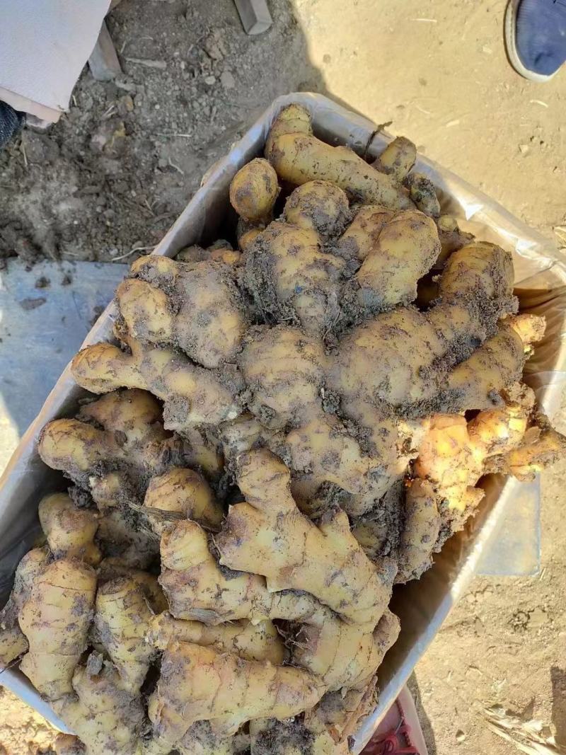 郑州优质大黄姜，产地直销，一手货源，全国发货