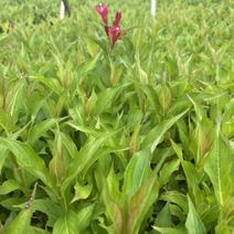 红花王子锦带小苗适用于绿篱根系发达长势旺盛