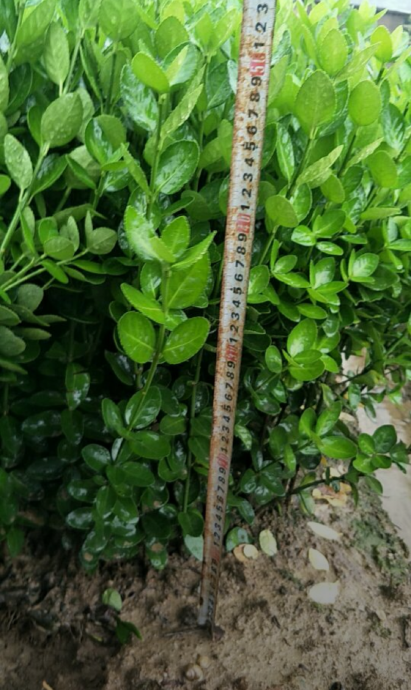 大叶黄杨40/80/60/70/80厘米规格齐全自家苗圃