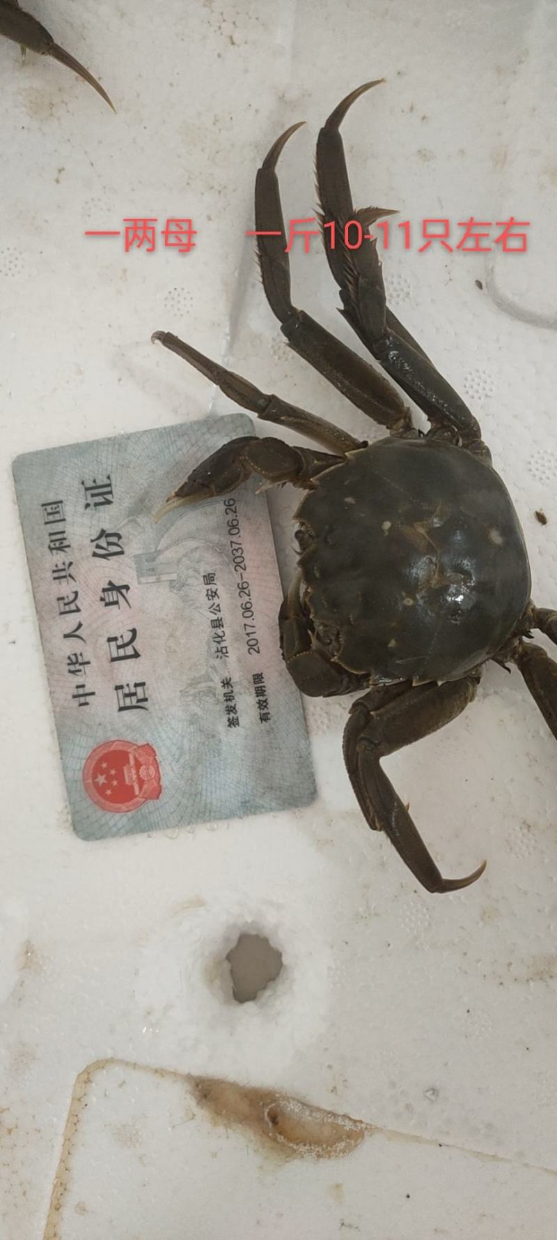 大量供应大闸蟹基地直发