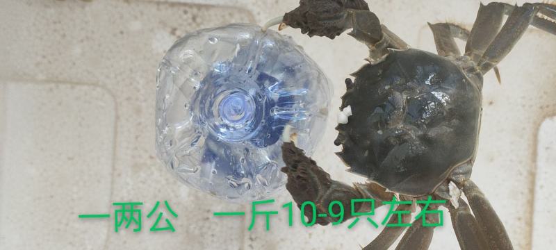 大量供应大闸蟹基地直发