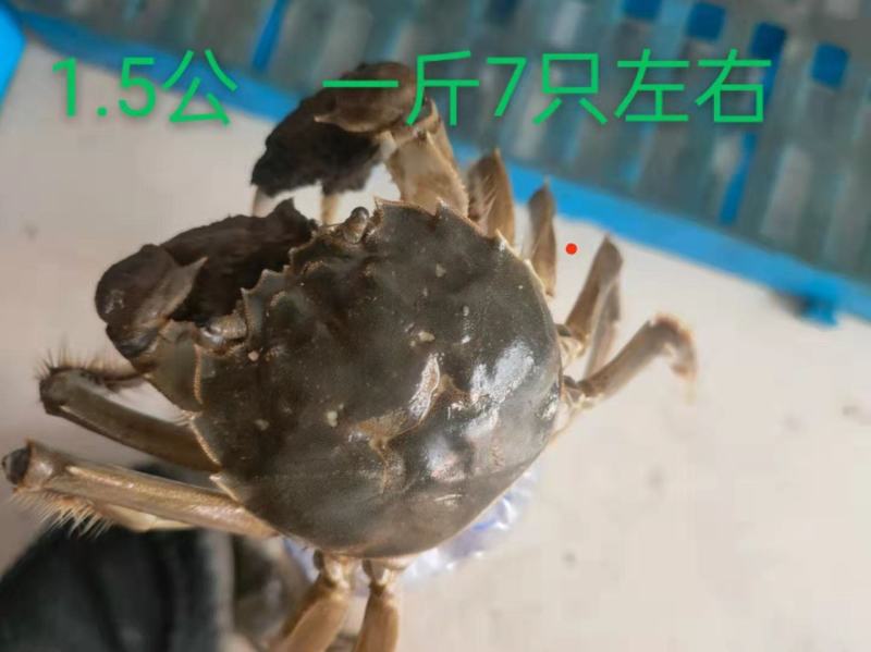 大量供应大闸蟹基地直发
